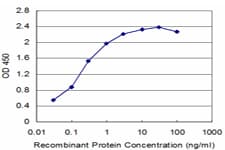 Monoclonal Mouse anti-Human BHLHA19 / TAL2 Antibody (clone 1G6, WB)