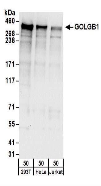 Polyclonal Rabbit anti-Human GOLGB1 / Giantin Antibody (aa425-475, WB)