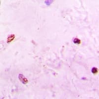 PAX7 Antibody