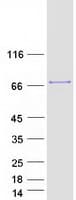 Human G3BP1 / G3BP Protein (Recombinant Myc-DDK (Flag))
