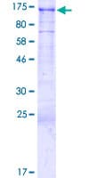 Human BAHD1 Protein (Recombinant GST)