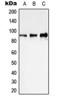 IHC-plus™ STAT1 Antibody (C-Terminus)