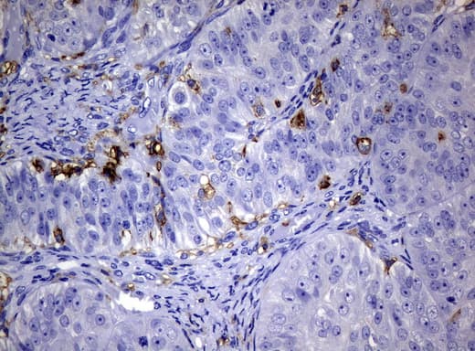 CD32A Antibody (clone UMAB60)