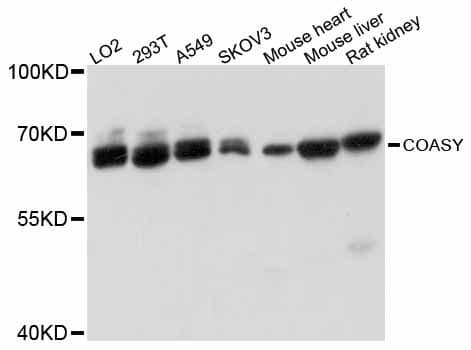 COASY Antibody