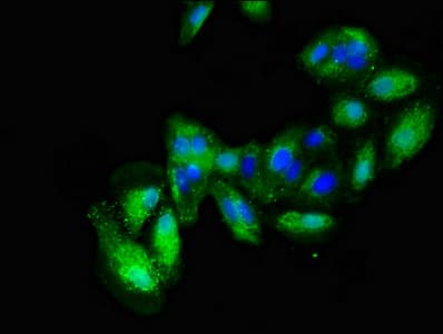 ALCAM / CD166 Antibody