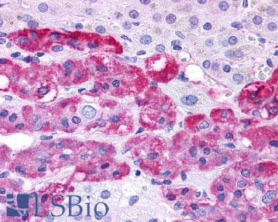 PathPlus™ EDNRB / Endothelin B Receptor Antibody (N-Terminus)