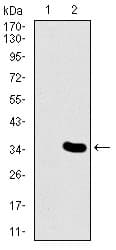 MESP2 Antibody (clone 1B3F9)