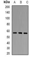 IHC-plus™ PCCB Antibody