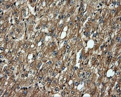 Monoclonal Mouse anti-Human MCL1 / MCL 1 Antibody (clone 10C5, Carrier-free, IHC, IF, WB)
