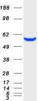 Human CORO1C Protein (Recombinant Myc-DDK (Flag))