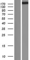 SPEF2 Protein (Over-Expression Lysate Myc-DDK (Flag))