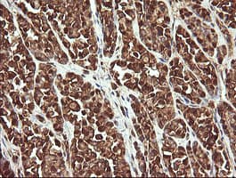 PROSC Antibody (clone OTI3A6, Carrier-free)