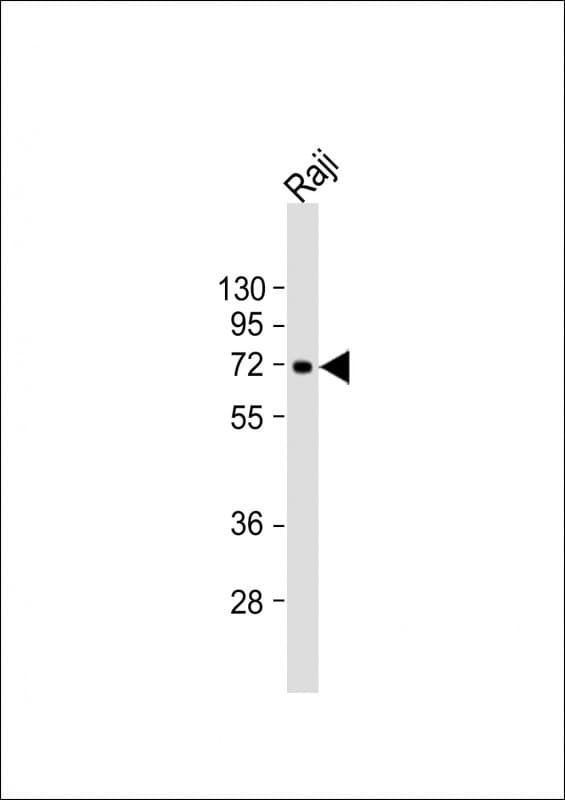 ZBTB7C Antibody (aa264-294)