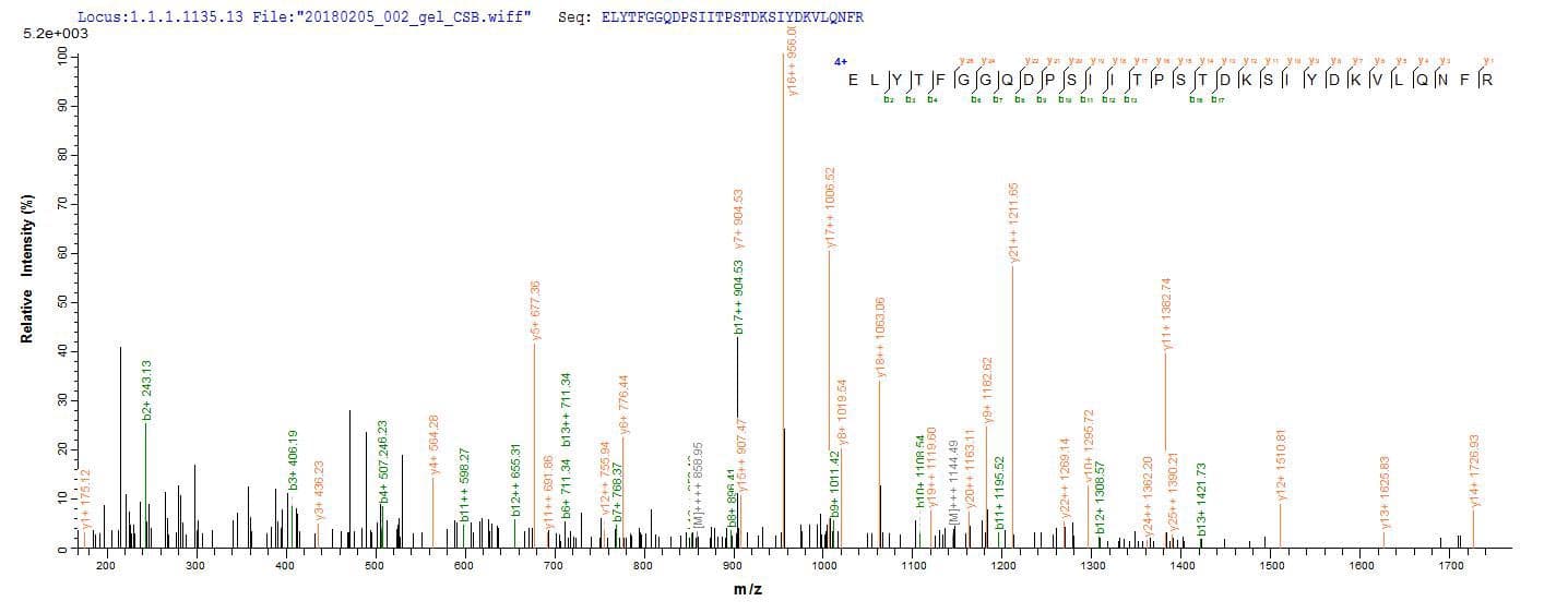 Clostridium botulinum Botulinum Neurotoxin type B Protein (Recombinant 10His, N-terminus + Myc, C-terminus)