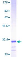 Human ATP5E Protein (Recombinant GST)