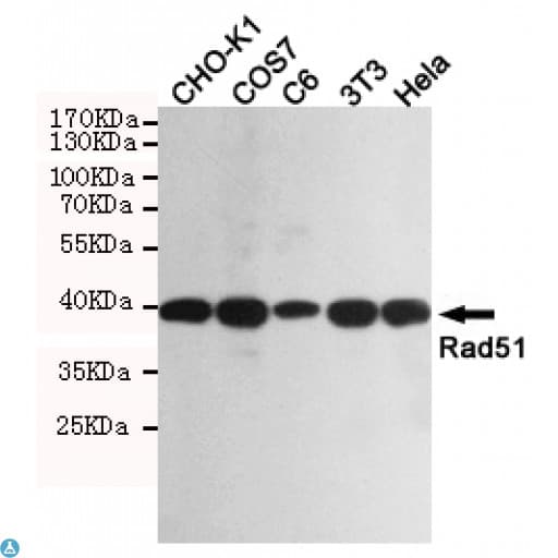 RAD51 / RECA Antibody