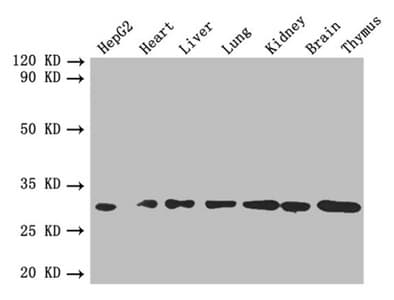 PathPlus™ FGF2 / Basic FGF Antibody (aa 143-288)