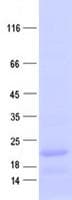 Human TMEM42 Protein (Recombinant His, N-Terminal)