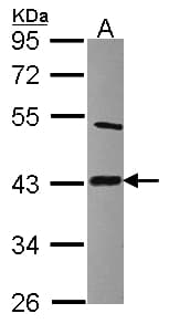 Polyclonal Rabbit anti-Human LIAS / LIP1 Antibody (aa54-258, WB)