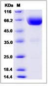 Mouse HAVCR2 / TIM-3 Protein (Recombinant Human IgG Fc, C-terminus)