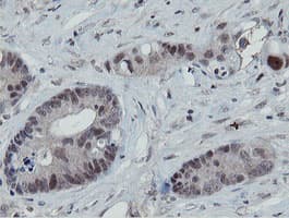 MIPEP Antibody (aa174-516, clone OTI3F8, Carrier-free)