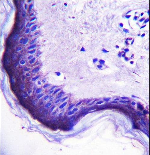 EnvR / ERV3 Antibody (aa445-474)