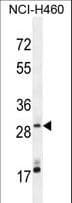 MAGIX Antibody (aa266-294)