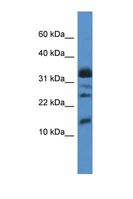 ELOF1 Antibody (C-Terminus)
