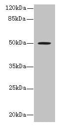 RUNDC3A Antibody