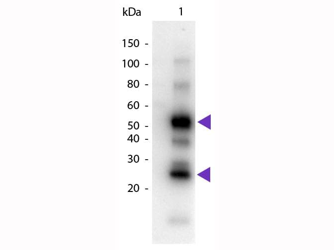Goat Anti-Human IgG Secondary Antibody (HRP)