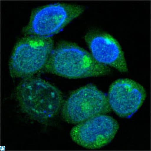 EDR / PEG10 Antibody