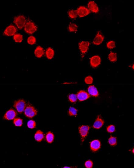 CYP3A4 / Cytochrome P450 3A4 Antibody