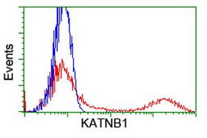 KATNB1 Antibody (clone OTI5E1, Carrier-free)