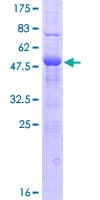 Human DNAJC5B Protein (Recombinant GST)