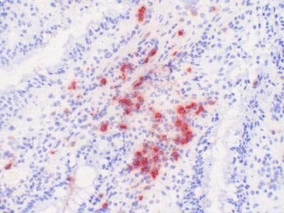 Macrophages, Neutrophils Antibody (clone PM1)