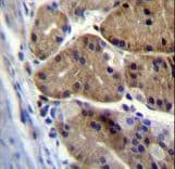 Polyclonal Rabbit anti-Human DCDC5 Antibody (aa618-646, IHC, WB)