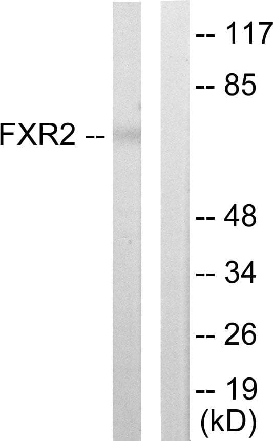 Polyclonal Rabbit anti-Human FXR2 Antibody (IHC, IF, WB)