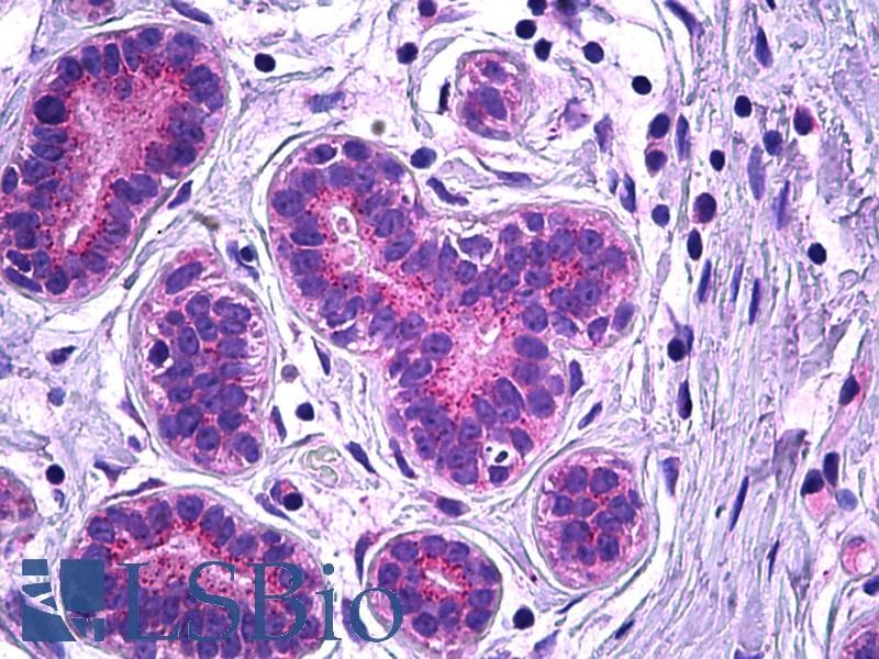 PathPlus™ VPS35 Antibody (aa783-796)