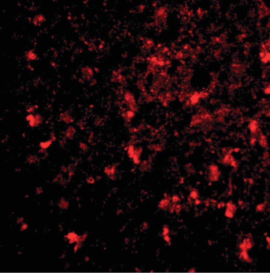 IHC-plus™ BRCC45 / BRE Antibody