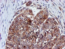IHC-plus™ CST3 / Cystatin C Antibody (clone 2C8)