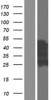 CHMP1A Protein (Over-Expression Lysate Myc-DDK (Flag))