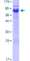 Human UBXN6 / UBXD1 Protein (Recombinant GST)