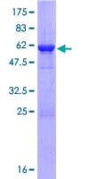 Human HC71 / GLOD4 Protein (Recombinant GST)