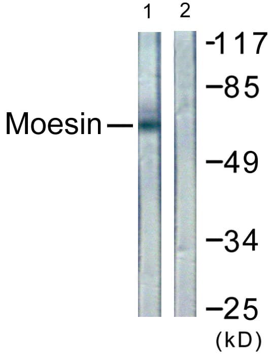 IHC-plus™ Ezrin + Radixin + Moesin Antibody (aa524-573)