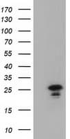 LIN7B Antibody (clone OTI1C9)