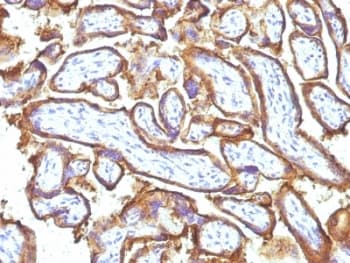 EGFR Antibody (clone 31G7 + GFR1195, Azide-free, BSA-free)