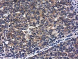 CBWD1 Antibody (clone OTI3A11, Carrier-free)