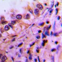 PEX19 Antibody (C-Terminus)