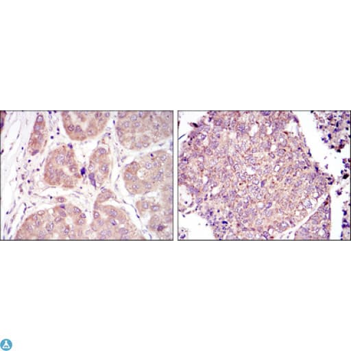 HIF1A / HIF1 Alpha Antibody