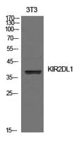 KIR2DL1 / CD158a Antibody